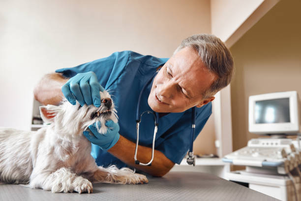 Best Dentist for Tooth Abscess  in Glen Carbon, IL